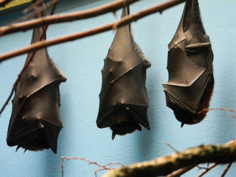 Chilling fruit bats