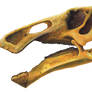 Skull of Edmontosaurus annectens