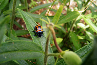 Ladybug