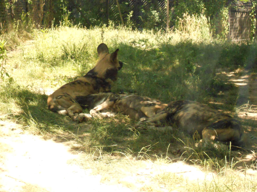 African Wild Dogs