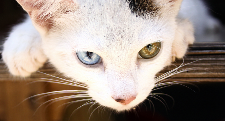 A cat with two different eyes