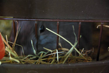 Bunny eating