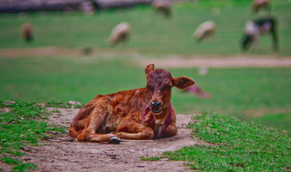 Calf 1