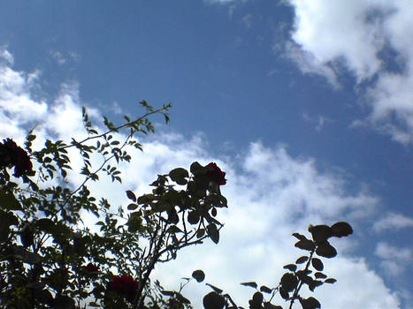 roses and sky