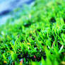 Grass