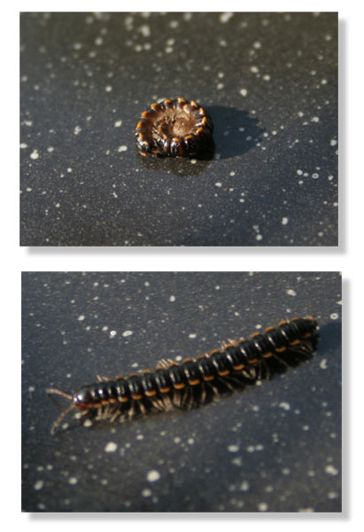 millipede