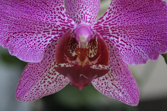 orchid