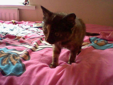 My new kitten Cleo interrupting my photo shots!