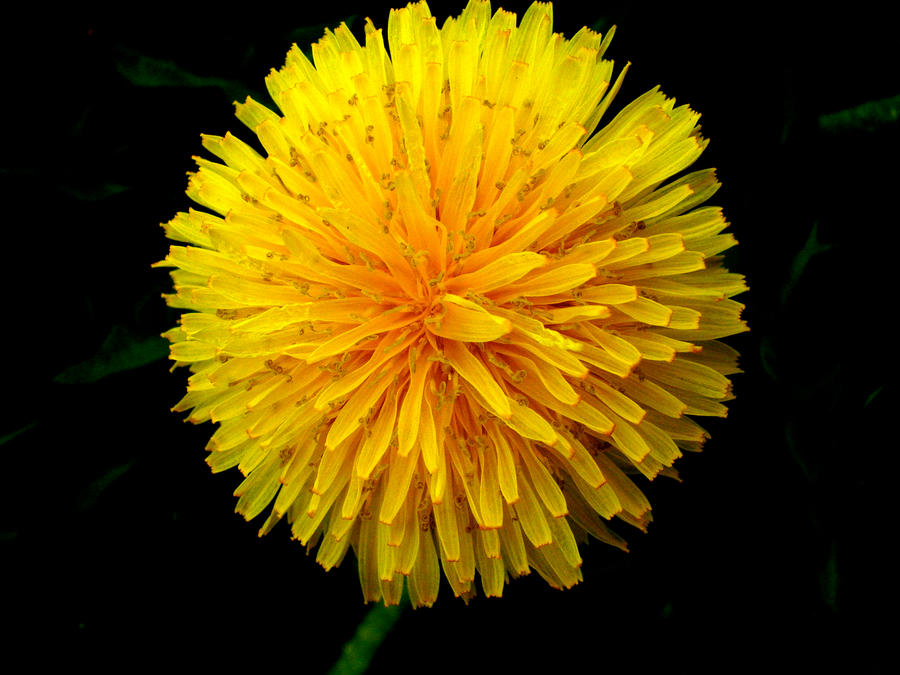 Big Dandelion