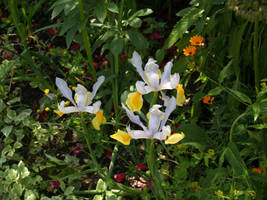 Monet Flower #5