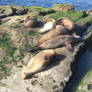 Resting Sea Lions