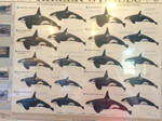 Killer Whale Varieties