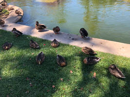 Ducks