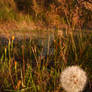 Autumnal Dandelion