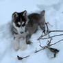 Queen of Snow And Ice