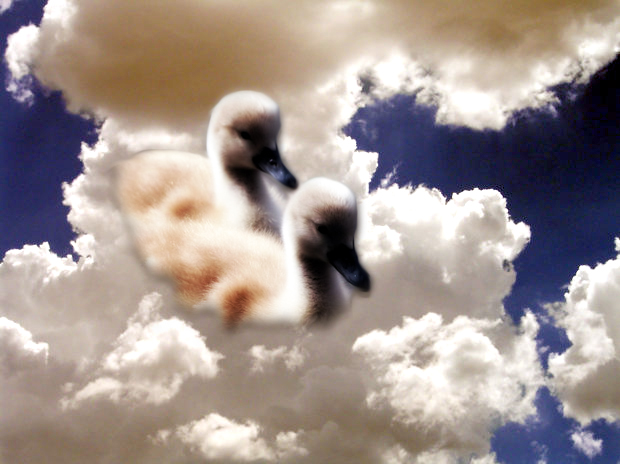 Ducks in the Sky