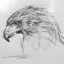 Eagle head study