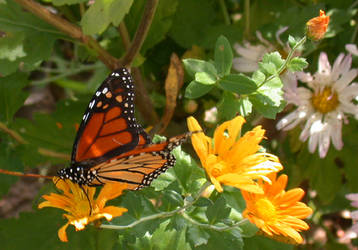 Monarch Butterfly