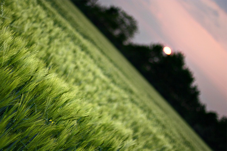 field sunset