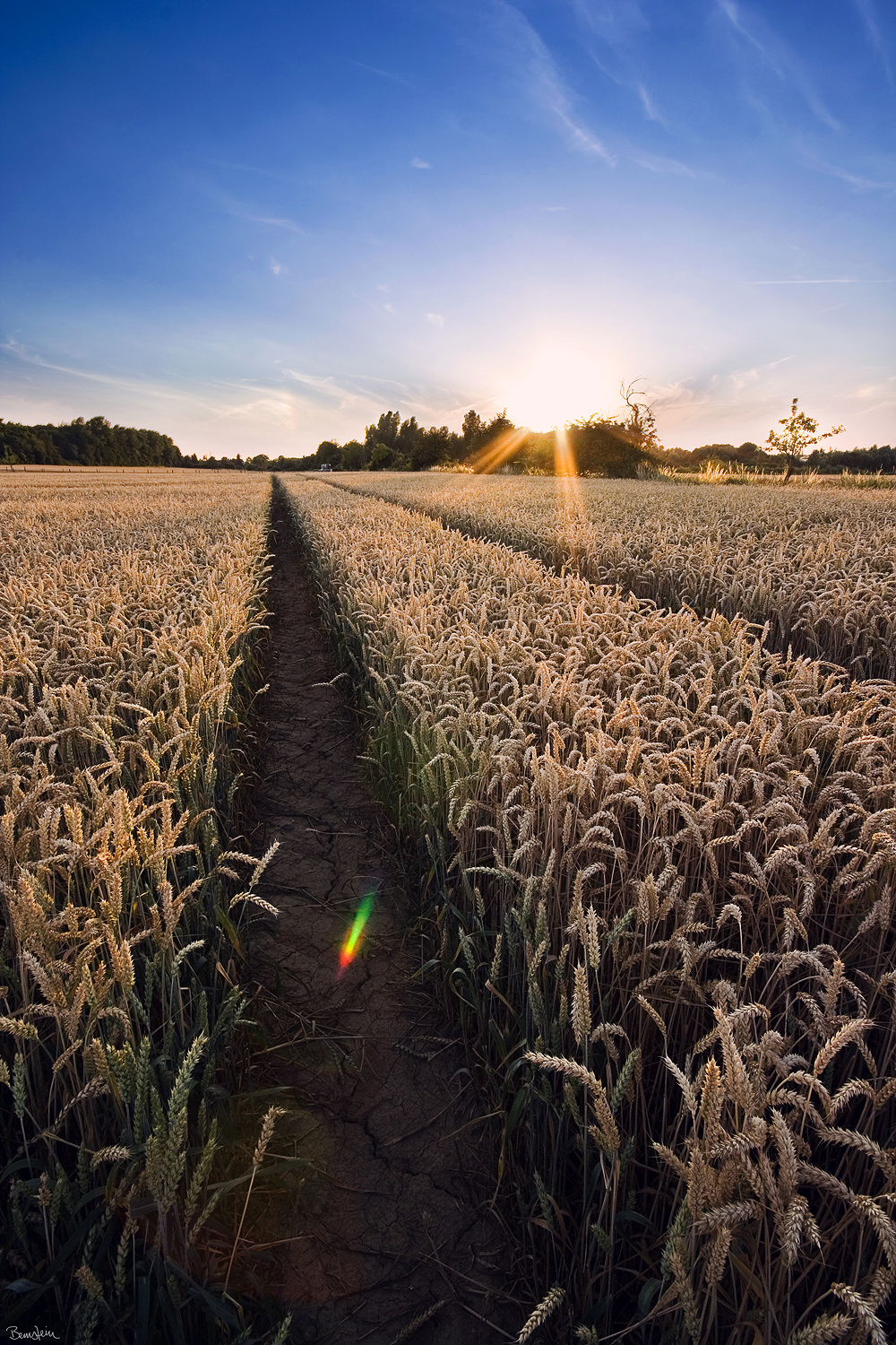 cornfield sunset