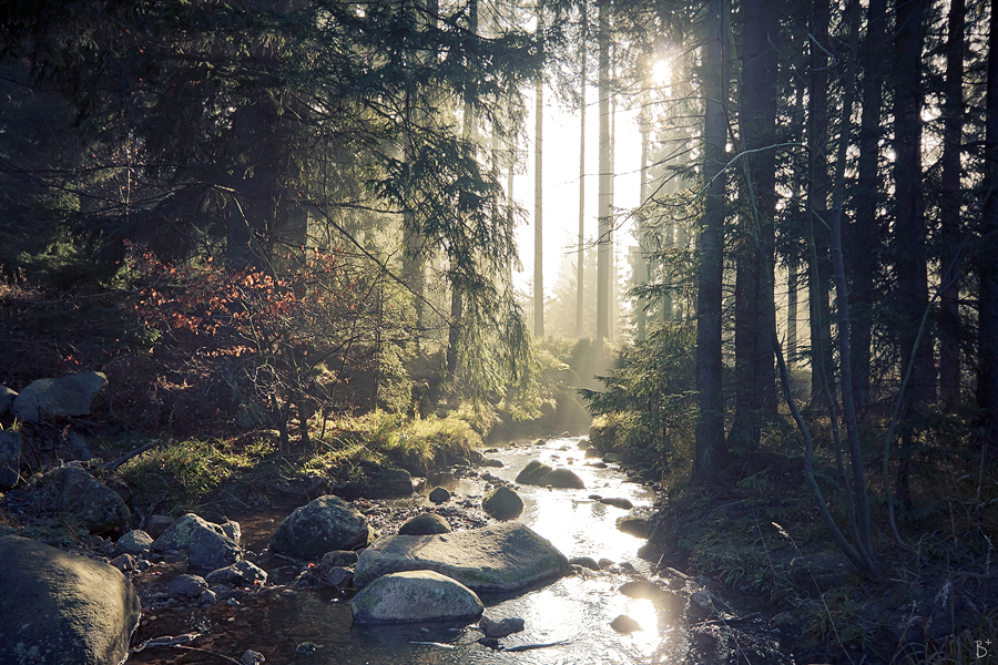 forest scenery