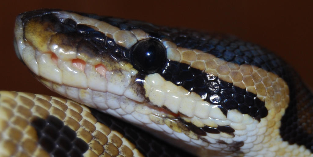 Python regius thermoreceptors (Heat pits) detail by antonioshadow on ...