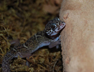 Coleonyx mitratus aka Jaguar gecko