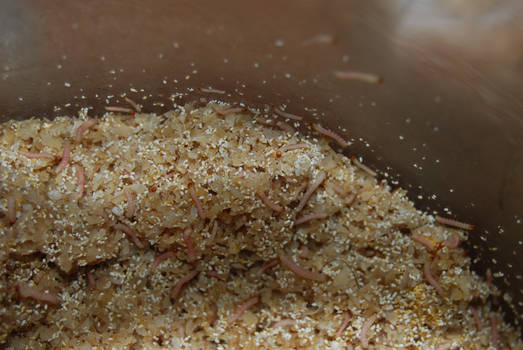 Pantry moth larvae in a waxworm culture