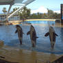 Orcas in Loro Parque