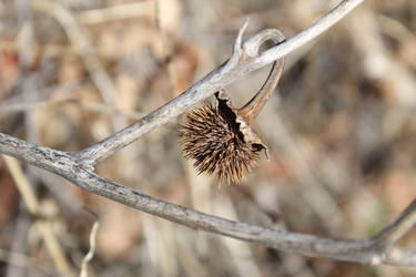 Prickly Preservation