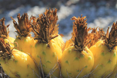 Barrel Cactus Fruit