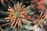 Succulent Fireworks by kradtke