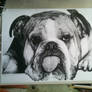 Bulldog[1]