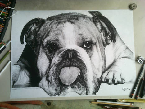 Bulldog[1]