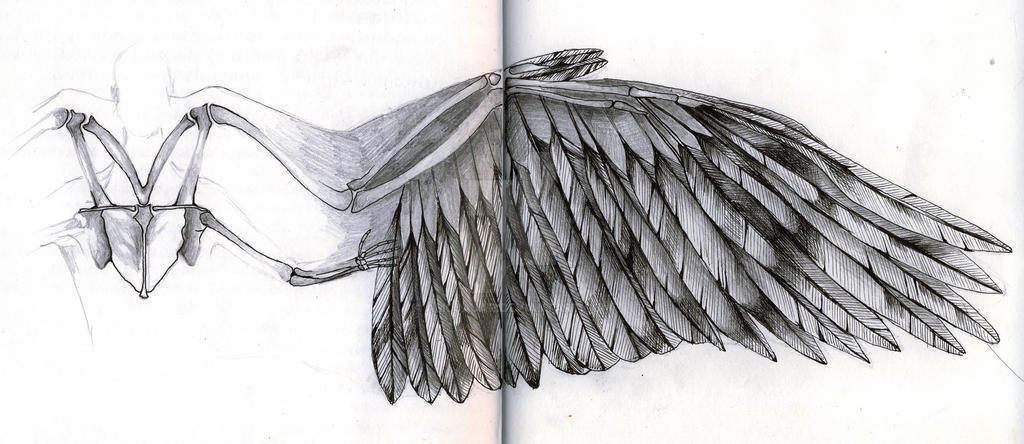 Angel Wing Diagram by alicjajar on DeviantArt