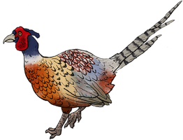 Pheasanty Pheasant