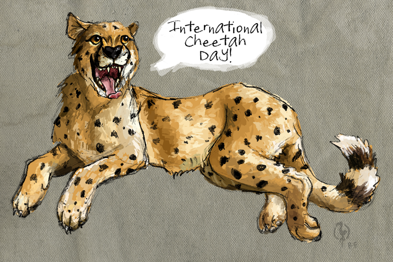 Spotless cheetah ♥ Cheetah without spots Just Fletcher Spotless cheetah - 🧡 Rare Spotless Cheetah Sighted in Kenya - Kenya Geogra...
