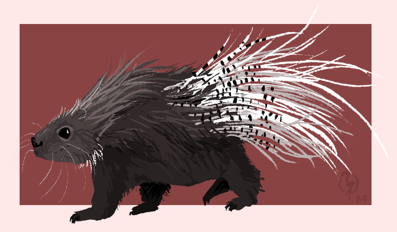 Porcupine