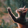 [Photography | Fotografia] Rain cat