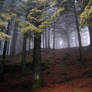 Misty Forest Stock I