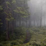 Misty Forest Stock V