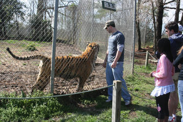 Bengal Tiger 2