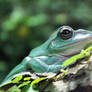 Tree Frog