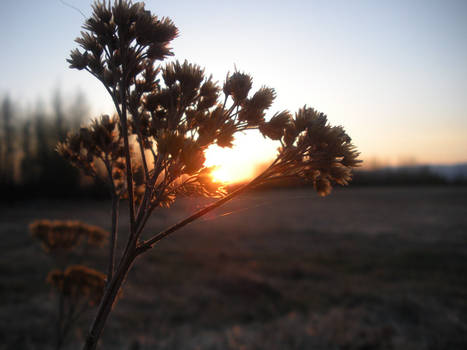 Dust In The Wind