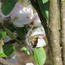 bee on flowers