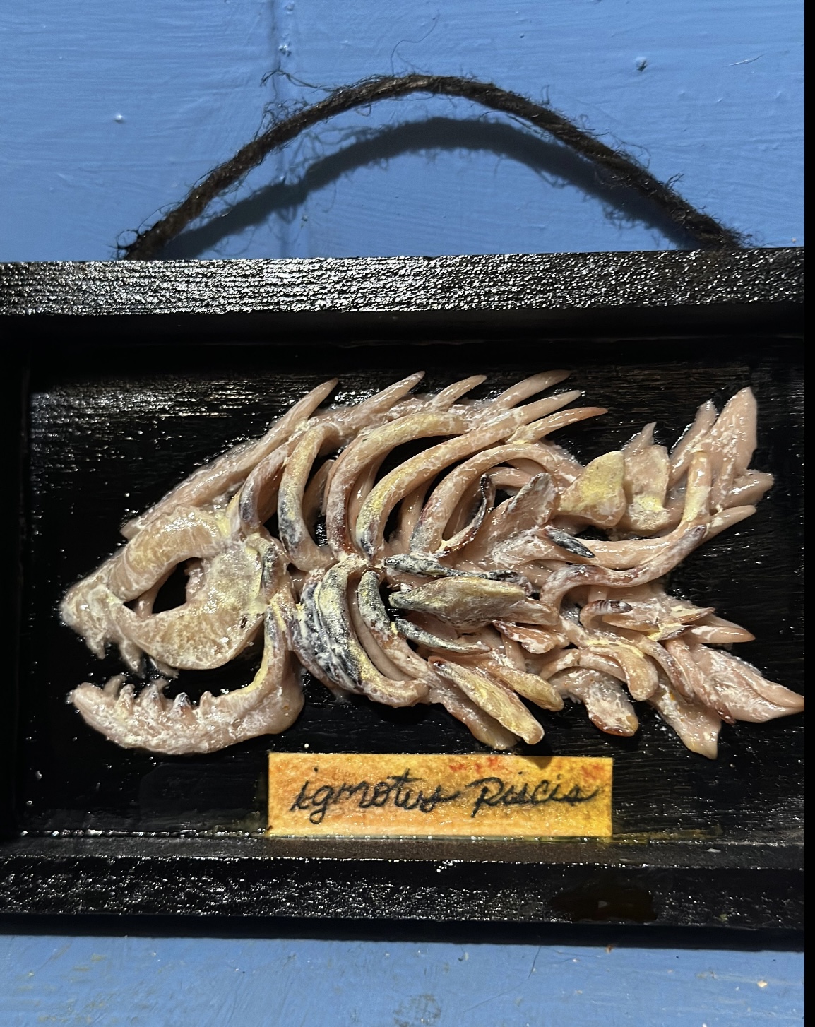 Creepy Weird Fish 2