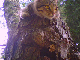 Lalo in a Tree