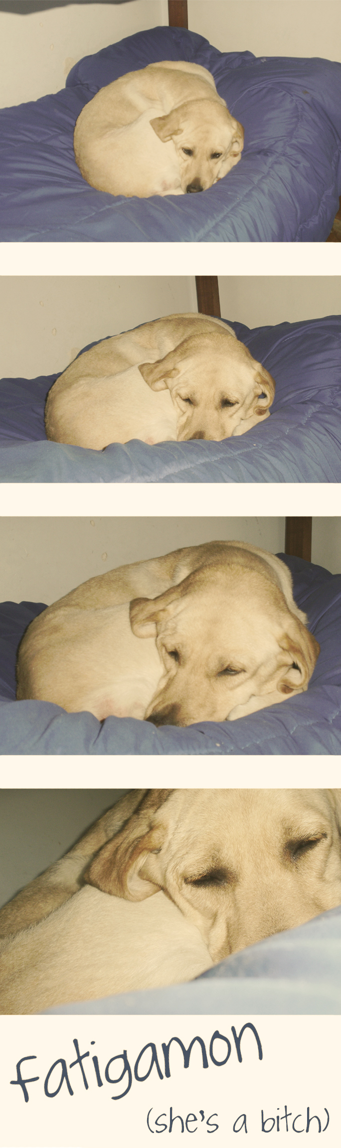 Fatigamon, The Sleeping Dog