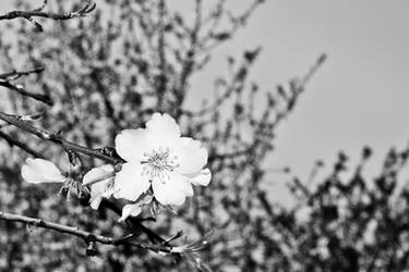 Almond flower