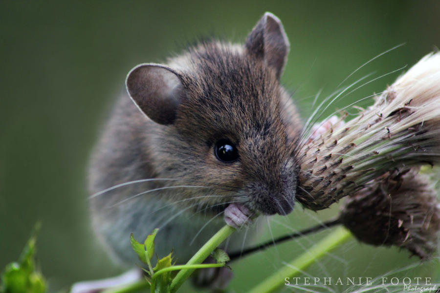 F mice. Мышь. Красивая мышка. Мышь фото. Мышка симпатичная.